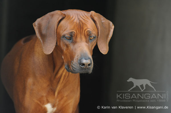 Golden Marula's African Brown Sugar of Kisangani