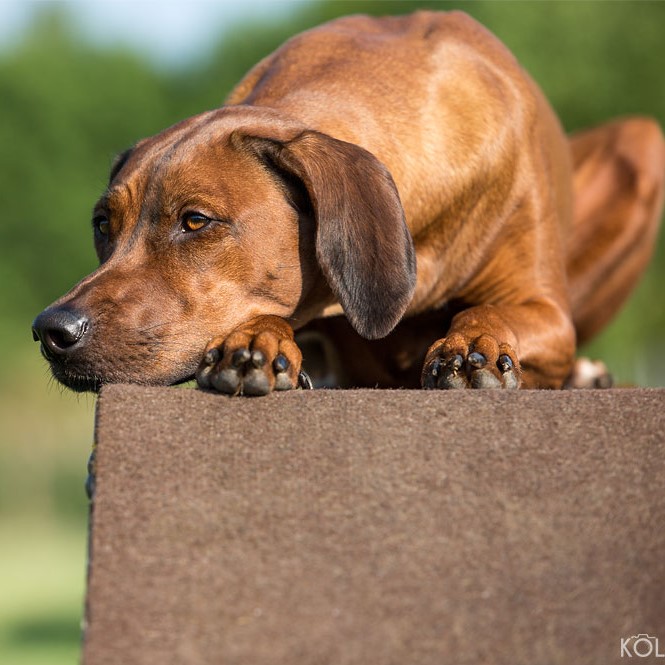 Chikomo Munda GMG’s Dark Wonder