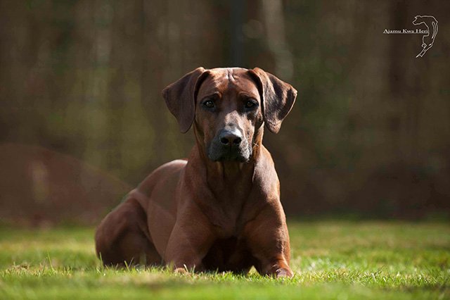 Ajamu Kwa Heri E’Loki