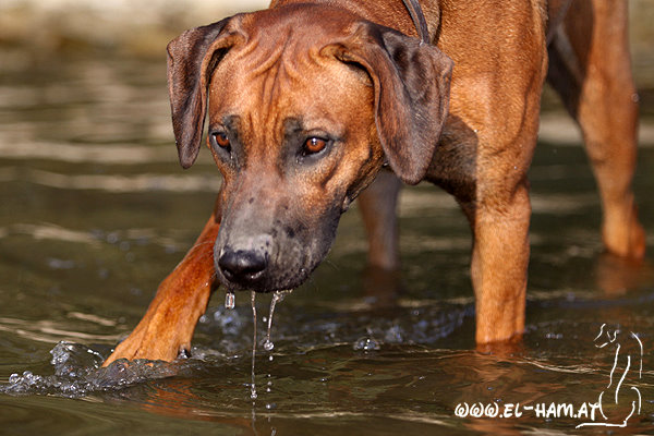 MOROWI Chipego Lubaya