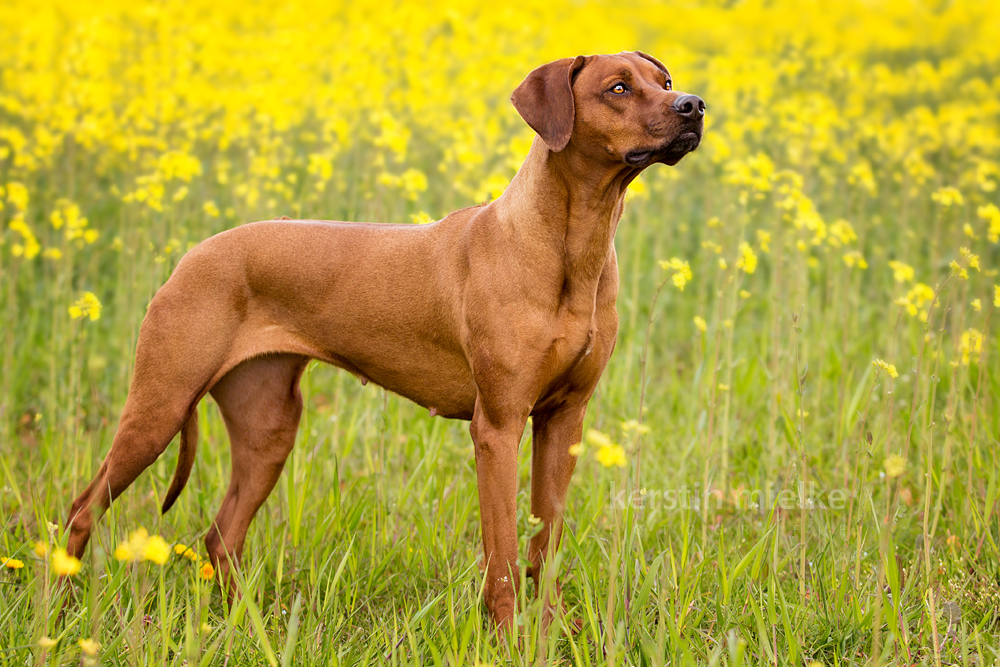 Musambani Easy for Chikomo Munda