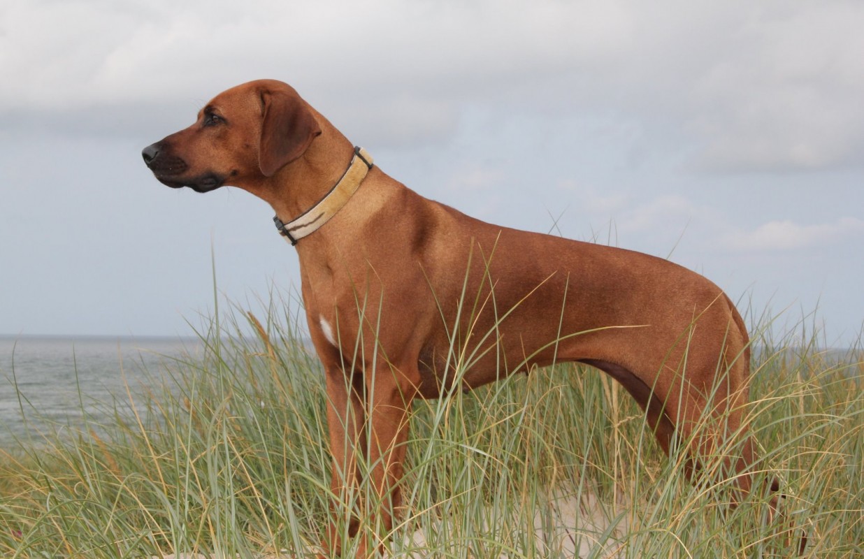 Chadari Eskdale Mzuri Sana