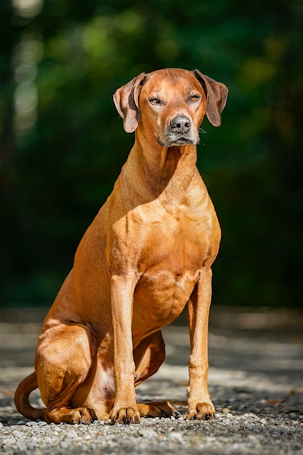 Bijongo Bakiri of the Imbassa Tribal