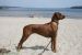 Am Strand auf der World Dog Show Dänemark 2010