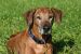 Umvum Baconga (11 Jahre)