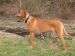 Tschuringa Akela Kimba (6 Jahre)