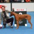 CAC, CACIB, BOB und BIG3 in Hannover