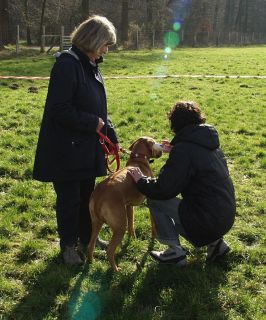 Identifizieren des Hundes