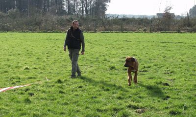 HF und abgeleinter Hund HF und abgeleinter Hund