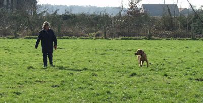 Keine Einflußnahme auf den Hund Keine Einflußnahme auf den Hund