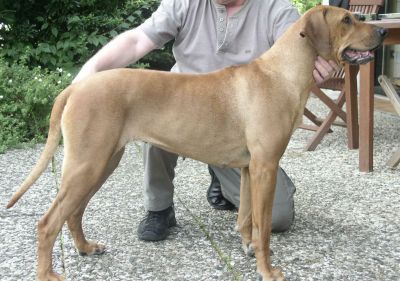 Stand des Hundes beim Messen