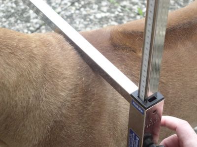 Ablesen des Messwertes