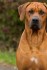 Bild vom Kennel Mbaya Almasi Ridgebacks