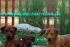 Bild vom Kennel African Sai´s Clan