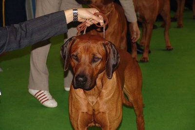 Makalali´s Amazing Bomani