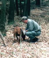 Nasenarbeit des Rhodesian Ridgeback